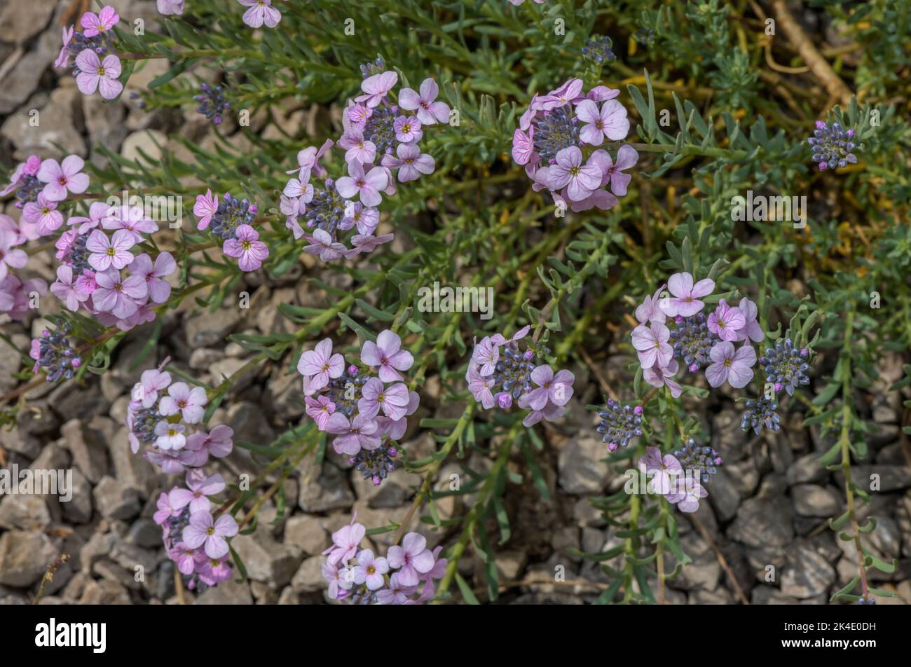 Persian stonecress, Aethionema grandiflorum, in flower, Caucasus Stock Photo