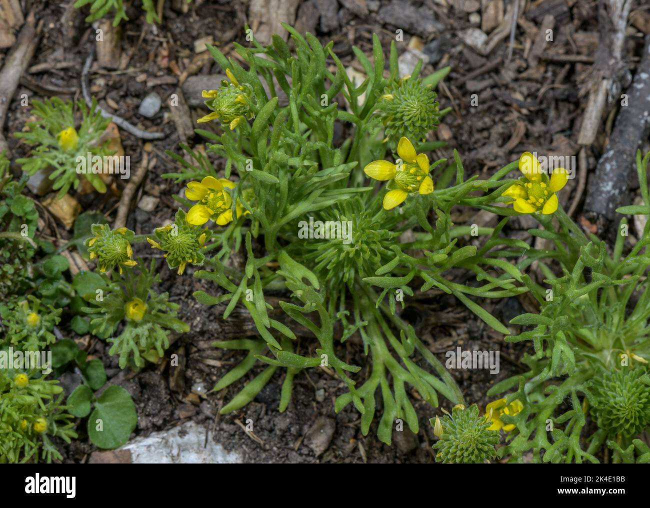Bur Buttercup, Ranunculus falcatus, in flower, with developing fruit