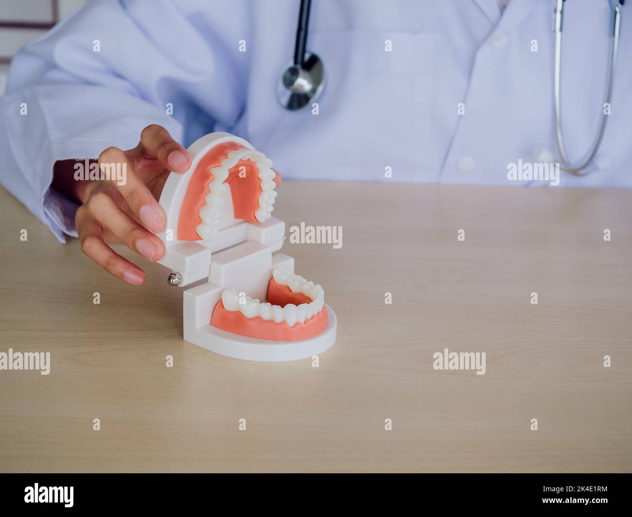 Close-up dental tooth model, open jaw and holding by female dentist's hand on wood desk in office with copy space. Dental care and healthy teeth. Stock Photo