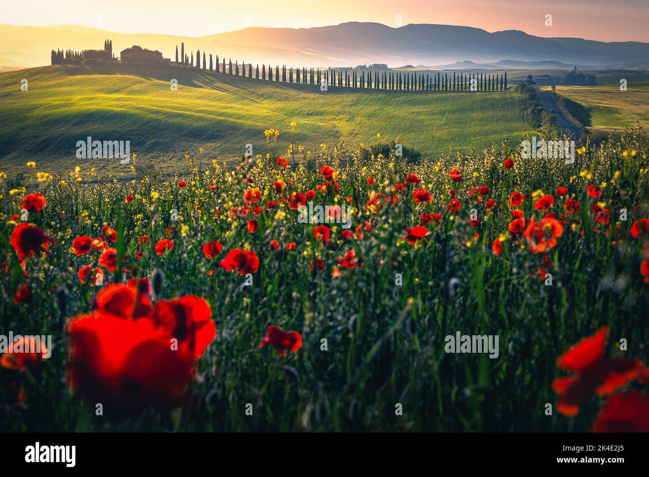 Stunning landscape with red poppies and colorful flowers on the hill. Misty valley and rural road with cypresses in row at sunrise, Tuscany, Italy, Eu Stock Photo