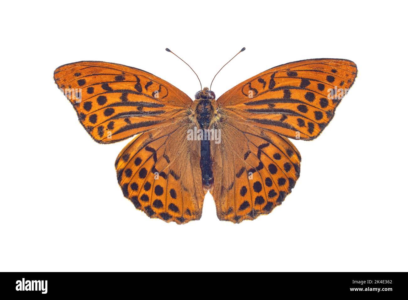 Silver-washed fritillary butterfly, isolated on a white background Stock Photo