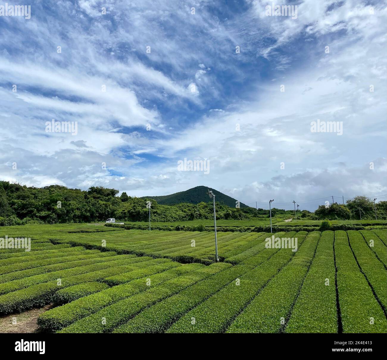 An aerial view of an agricultural green field in Jeju, South Korea