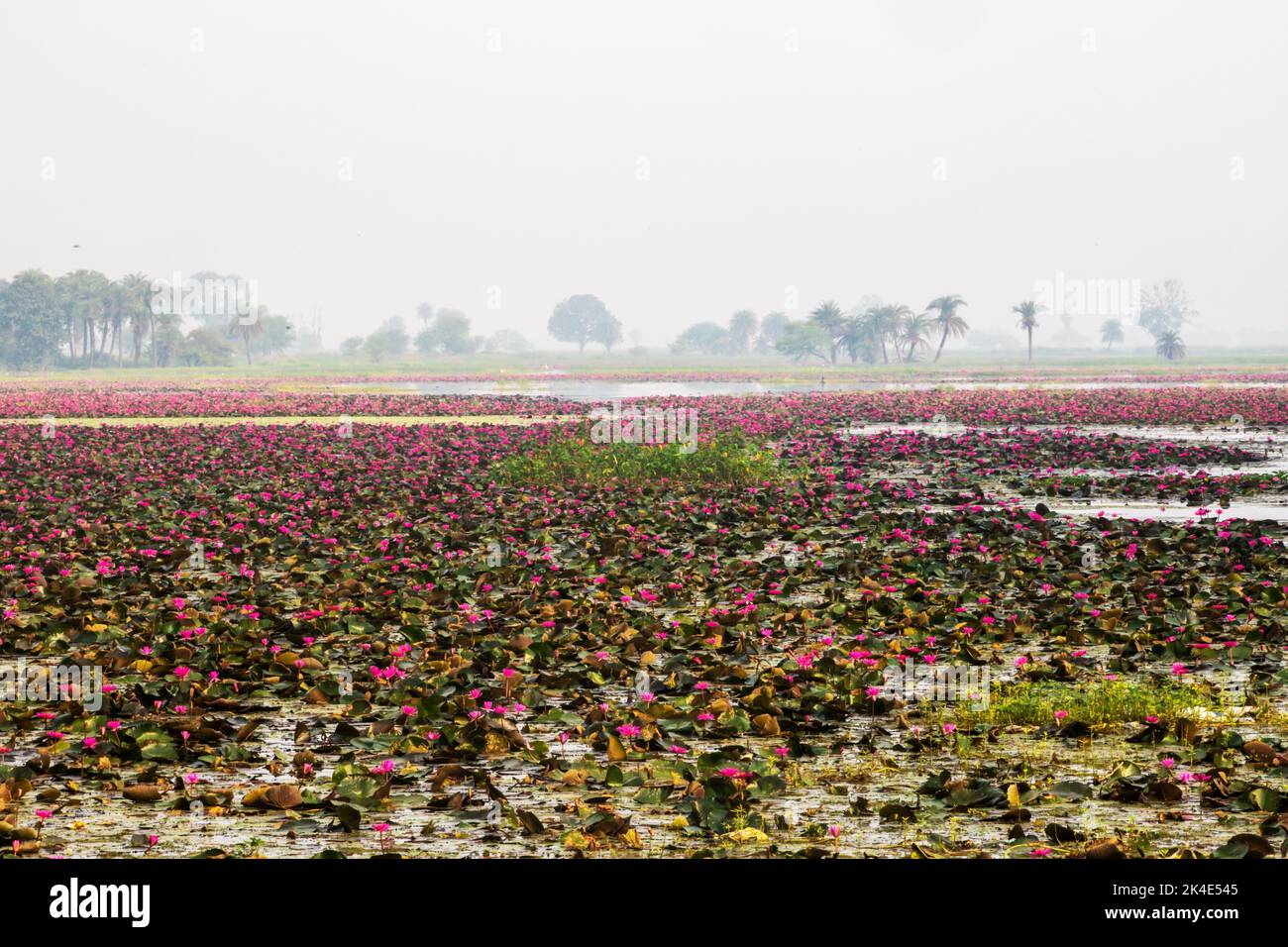 A beautiful shot of the Red Lotus Sea with blooming pink flowers floating on the surface Stock Photo