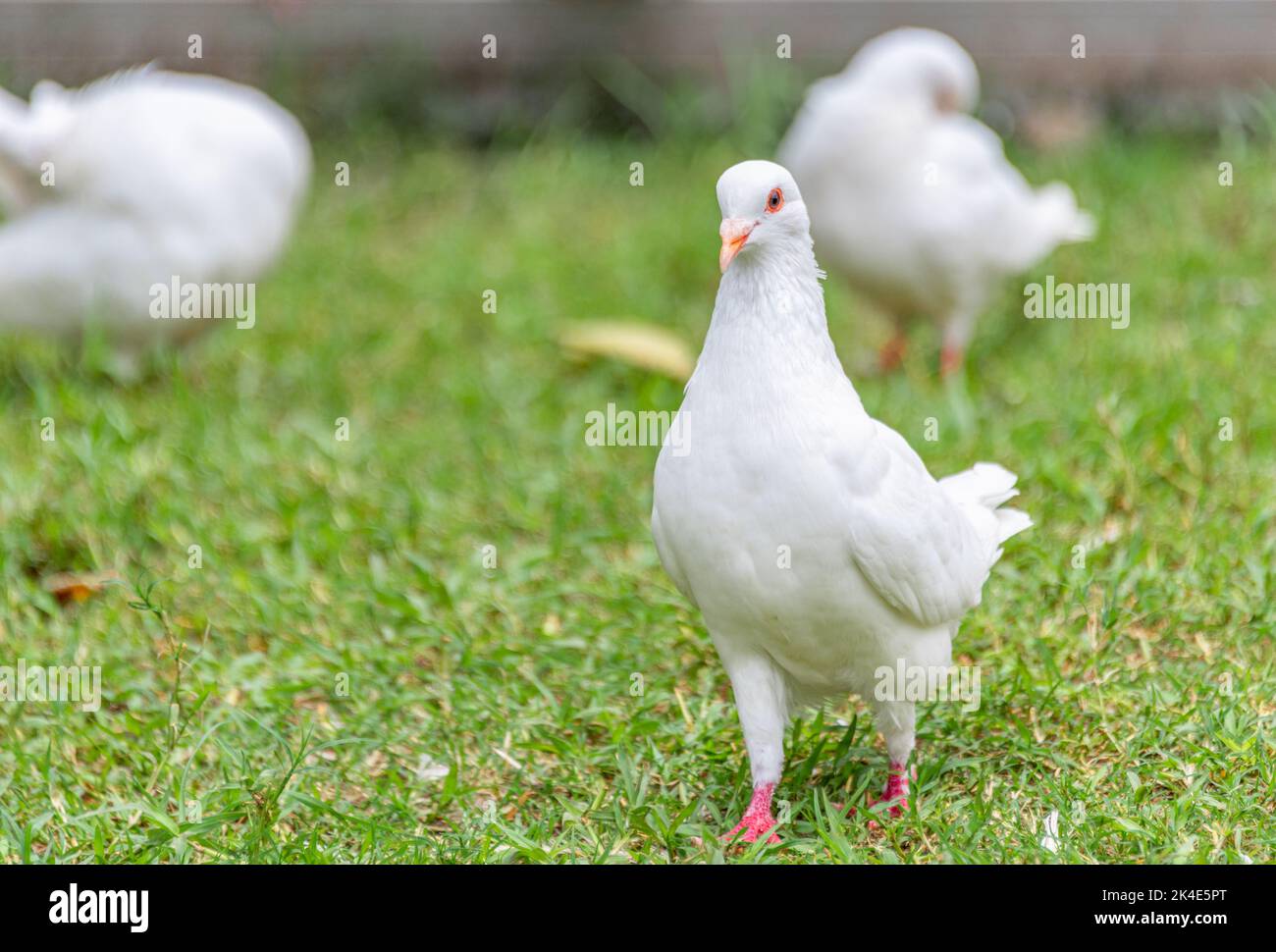 Beautiful white doves on the ground Stock Photo Alamy