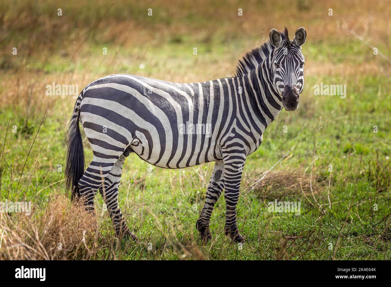 Portrait of a Zebra in the Serengeti National Park, Tanzania Stock Photo