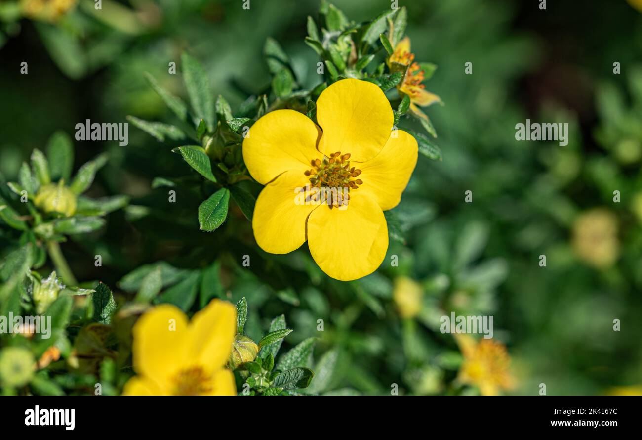 Shrubby cinquefoil. Decorative shrub in the garden with yellow flowers. Close-up flower with yellow petals. Stock Photo