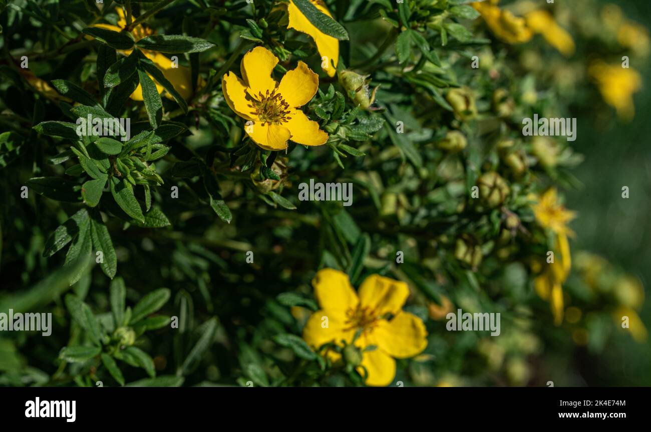 Shrubby cinquefoil. Decorative shrub in the garden with yellow flowers. Close-up flower with yellow petals. Stock Photo