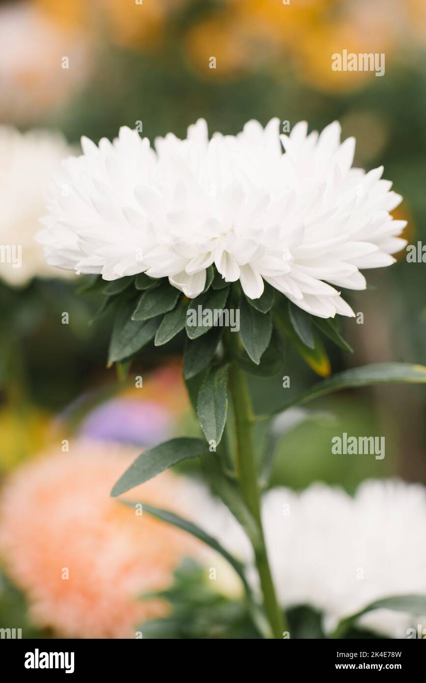 White aster flower in the garden Stock Photo