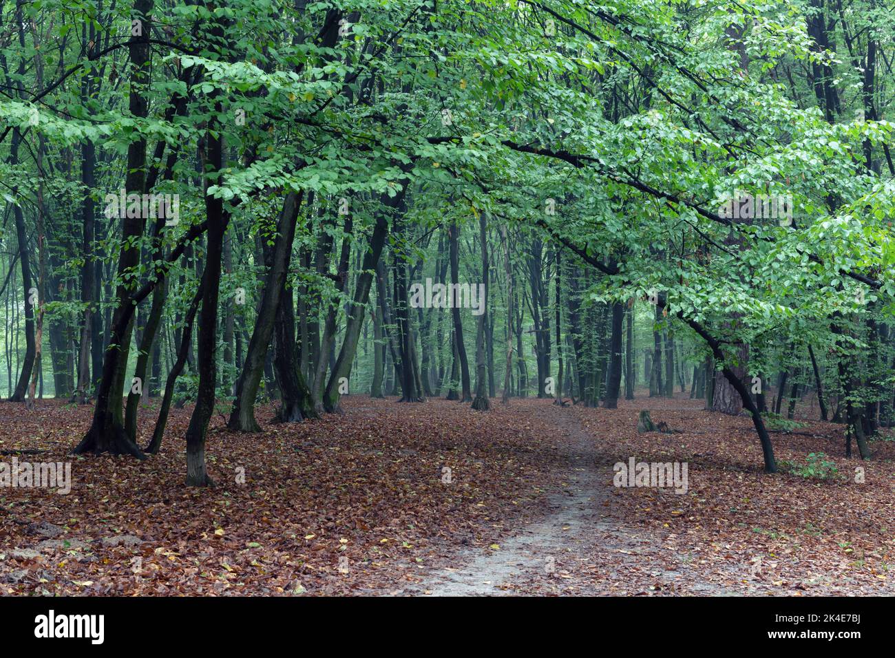Trail in the fall foggy park in early September Stock Photo - Alamy