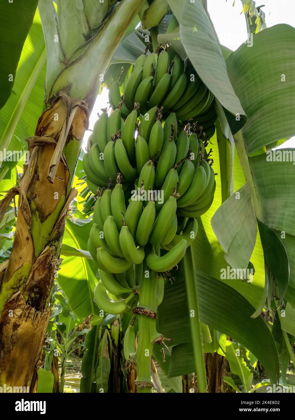 Banana grove, plantation. Banana trees with ripening bananas. Harvest coming soon. Vertical photo. Close-up. Selective focus. Stock Photo