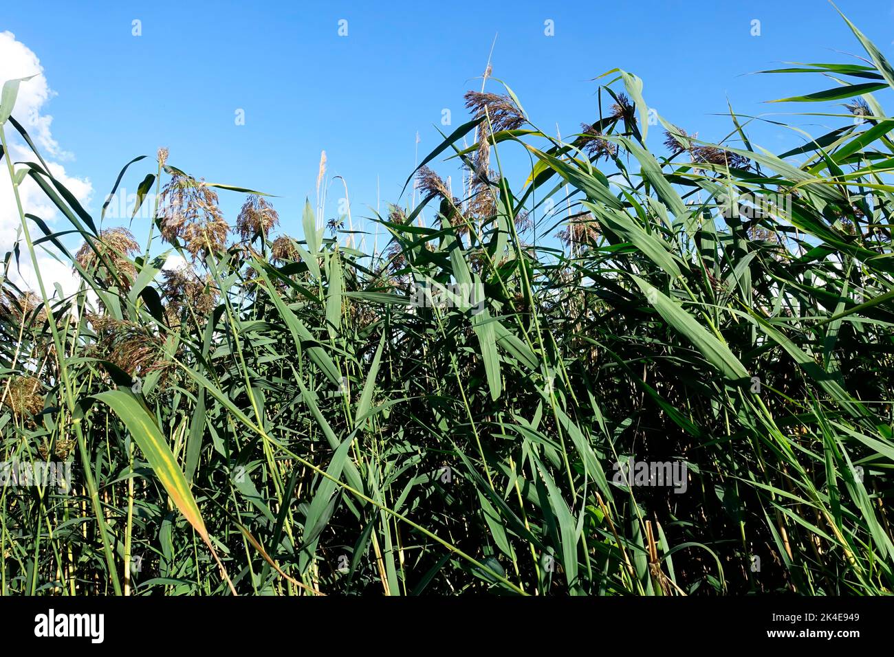 Reed bed, lake in Brandenburg, Germany Stock Photo