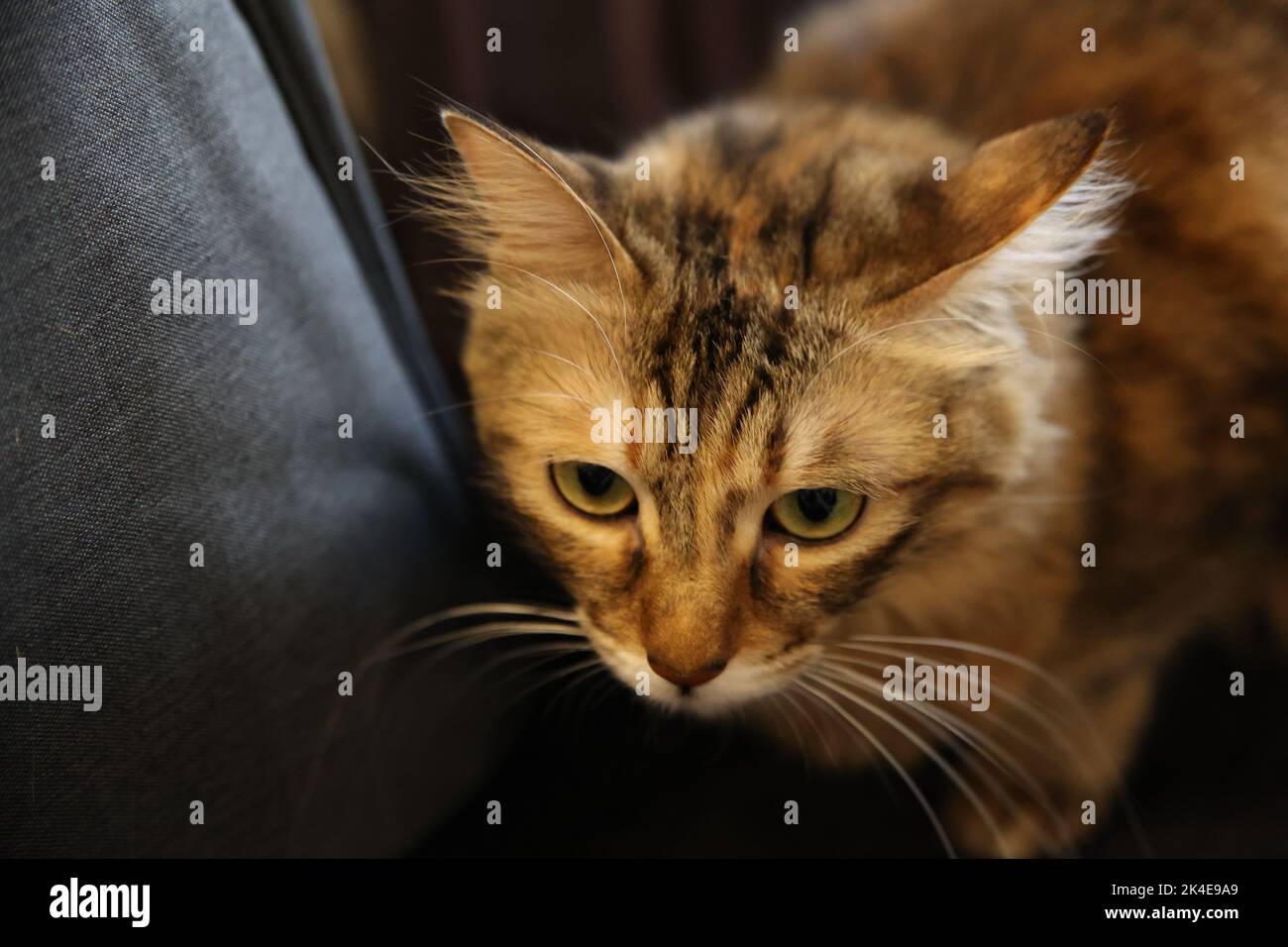 Close up picture of a brown striped cat on the couch Stock Photo Alamy