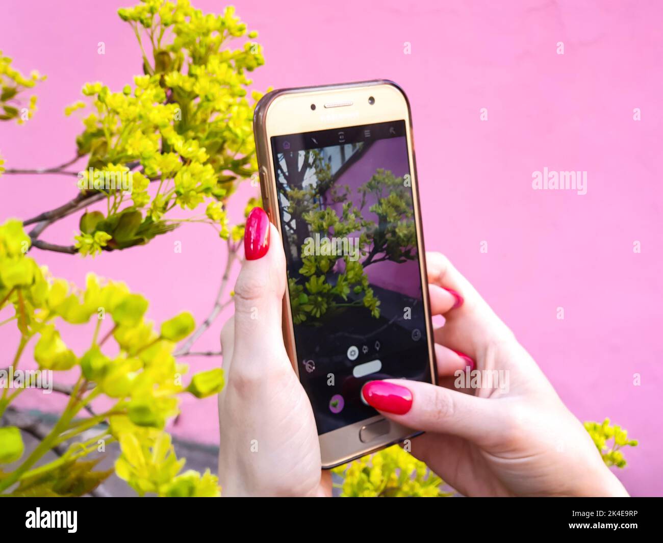Saint Petersburg, Russia - 5.25.2021: Female hands with red nails are holding iphone Samsung Galaxy a5 and filming tree branch on phone camera. Stock Photo