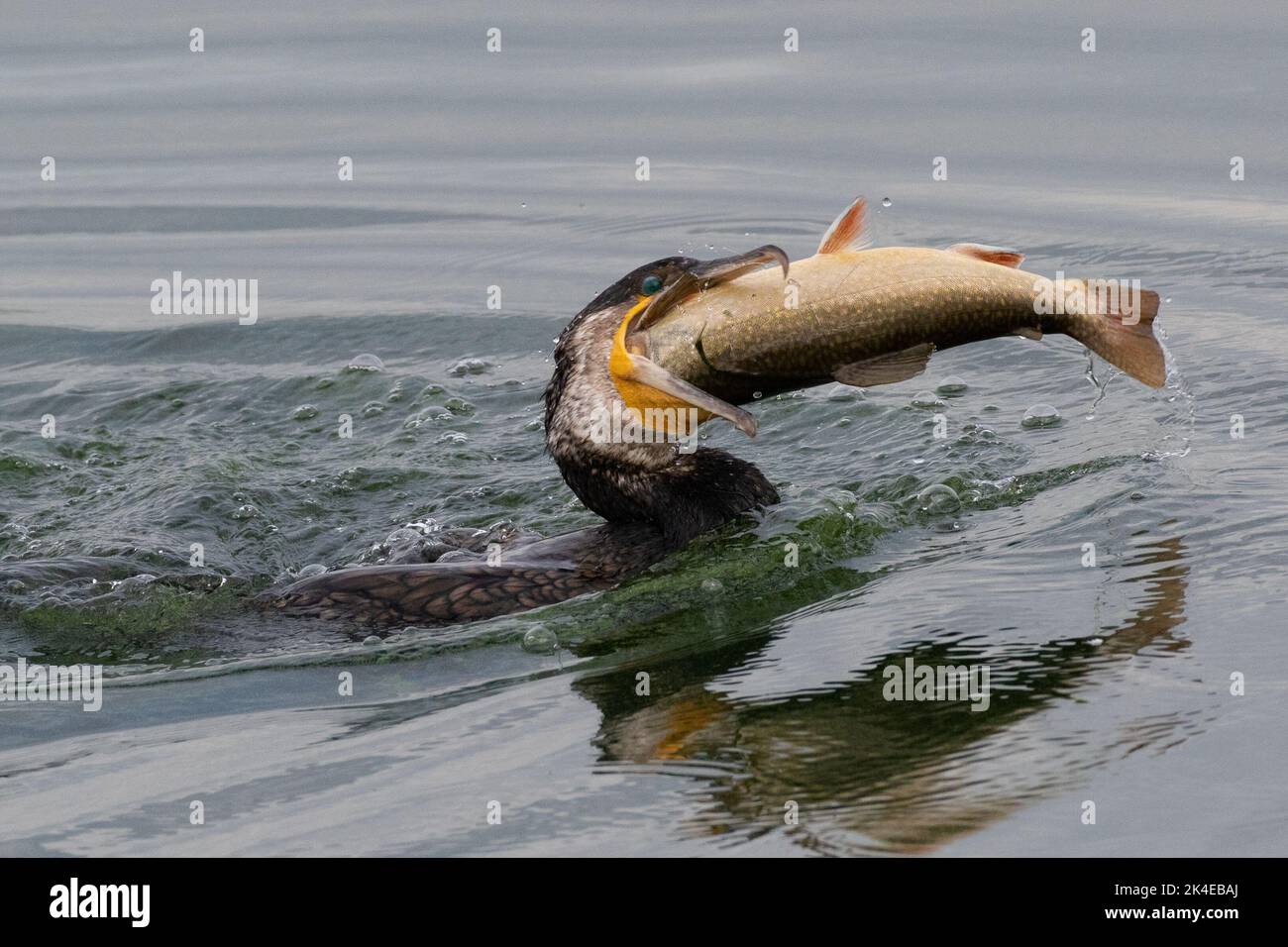 Cormorant with large Trout, Farmoor Reservoir, Oxon, UK Stock Photo