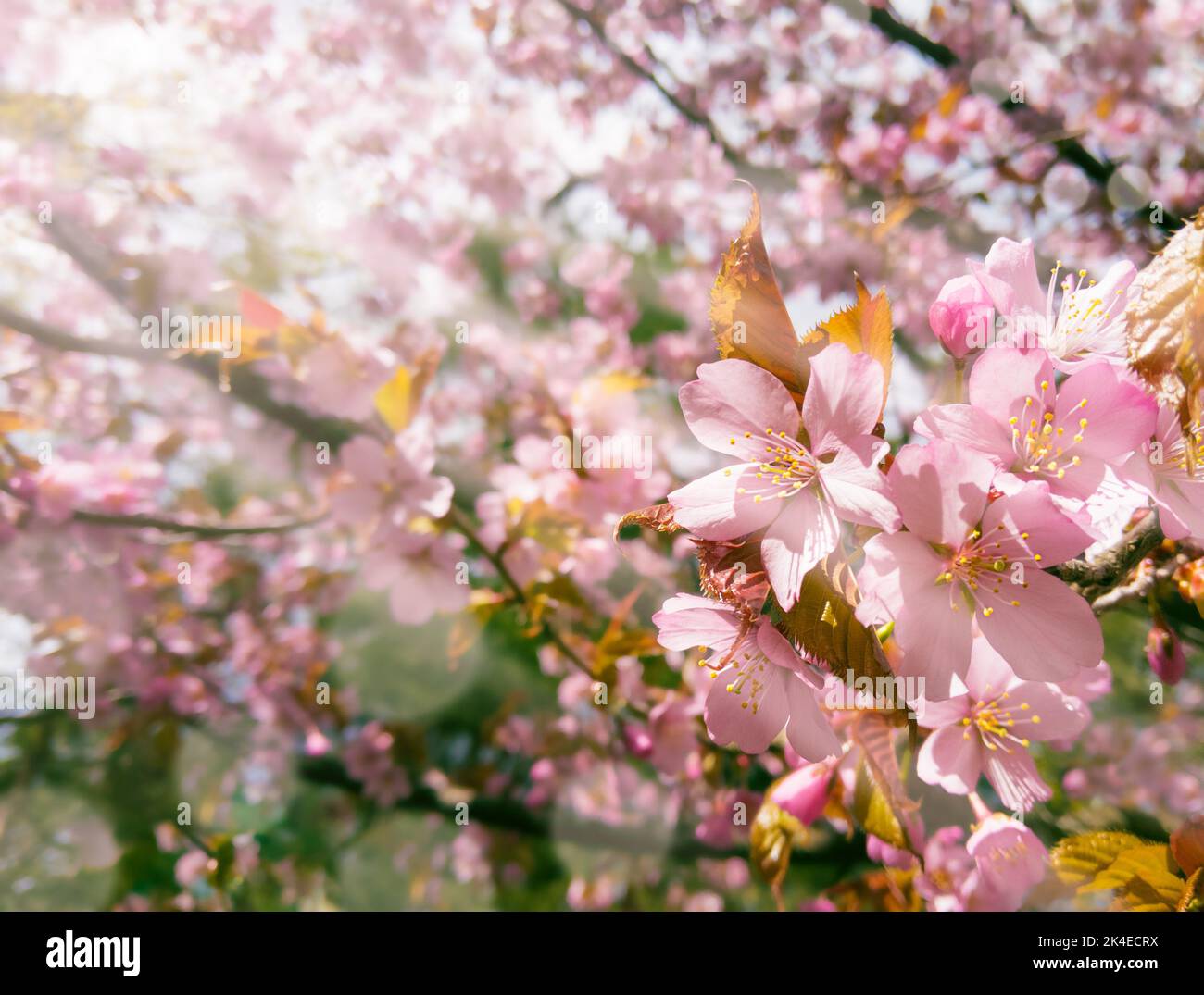 Pink cherry tree blossom with sun rays. Stock photo Stock Photo - Alamy