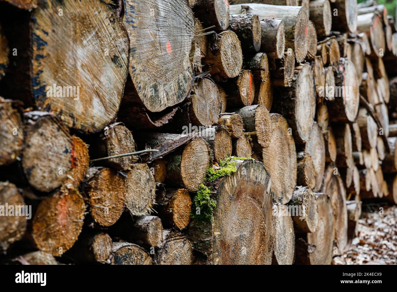 Log trunks pile, the logging timber forest wood industry. Sawn trees from the forest. Heavy wood trunks. Stock Photo