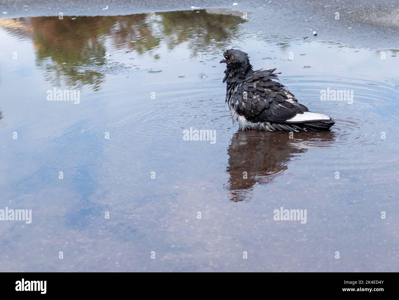 Tousled gray dove in a puddle of water on the pavement in the city Stock Photo