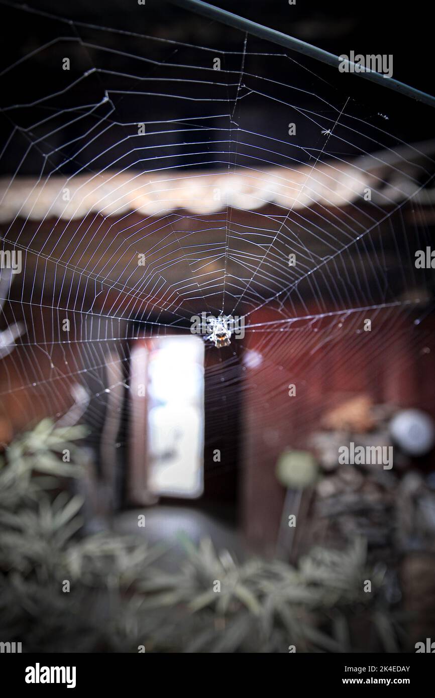 A spider with spiderweb in an abandoned house in China Stock Photo