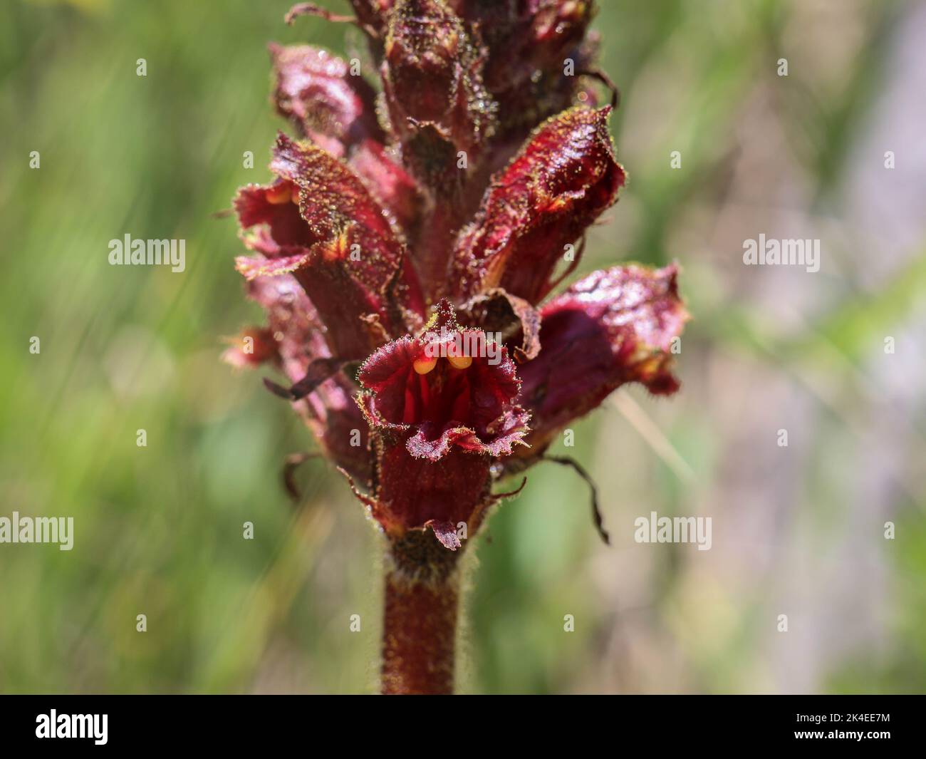 Dark red flowers of broomrape plant from genus Orobanche, a parasitic herbaceous plants Stock Photo