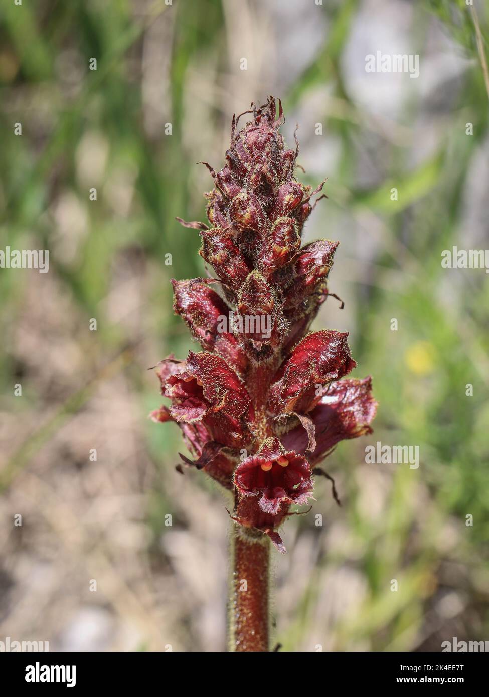 Dark red flowers of broomrape plant from genus Orobanche, a parasitic herbaceous plants Stock Photo