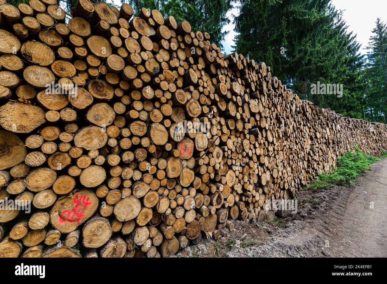 Log trunks pile, the logging timber forest wood industry. Sawn trees from the forest. Heavy wood trunks. Stock Photo