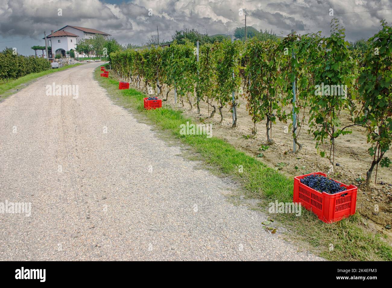 Red crates with blue grapes waiting for pick up at harvest time at a vineyard in Italy Stock Photo