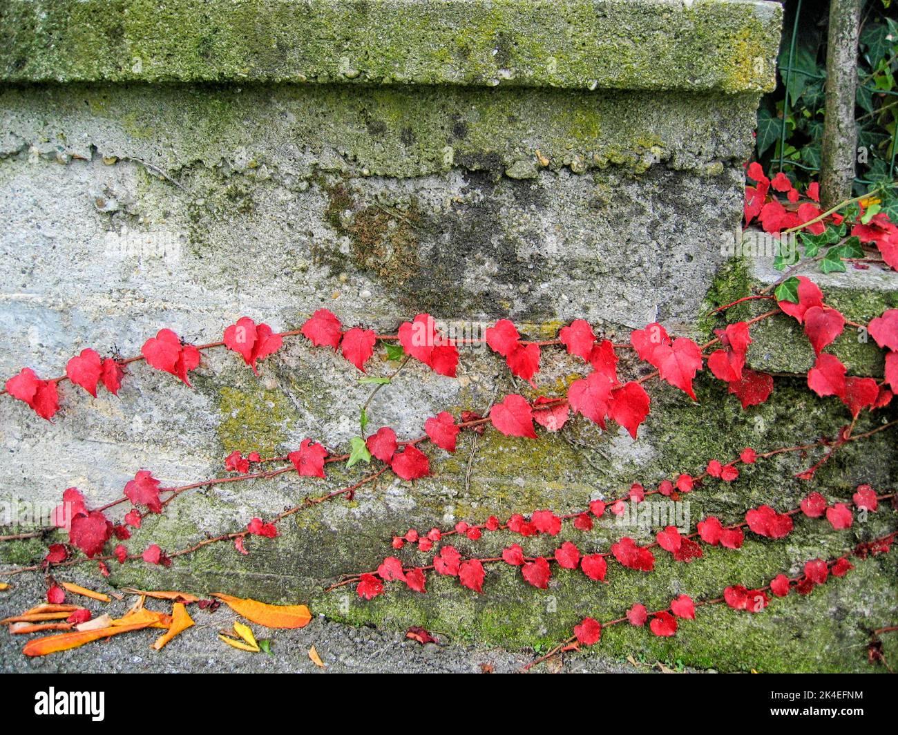 Red ivy leaves close up in autumn on the old mossy wall of a cottage in Italy Stock Photo