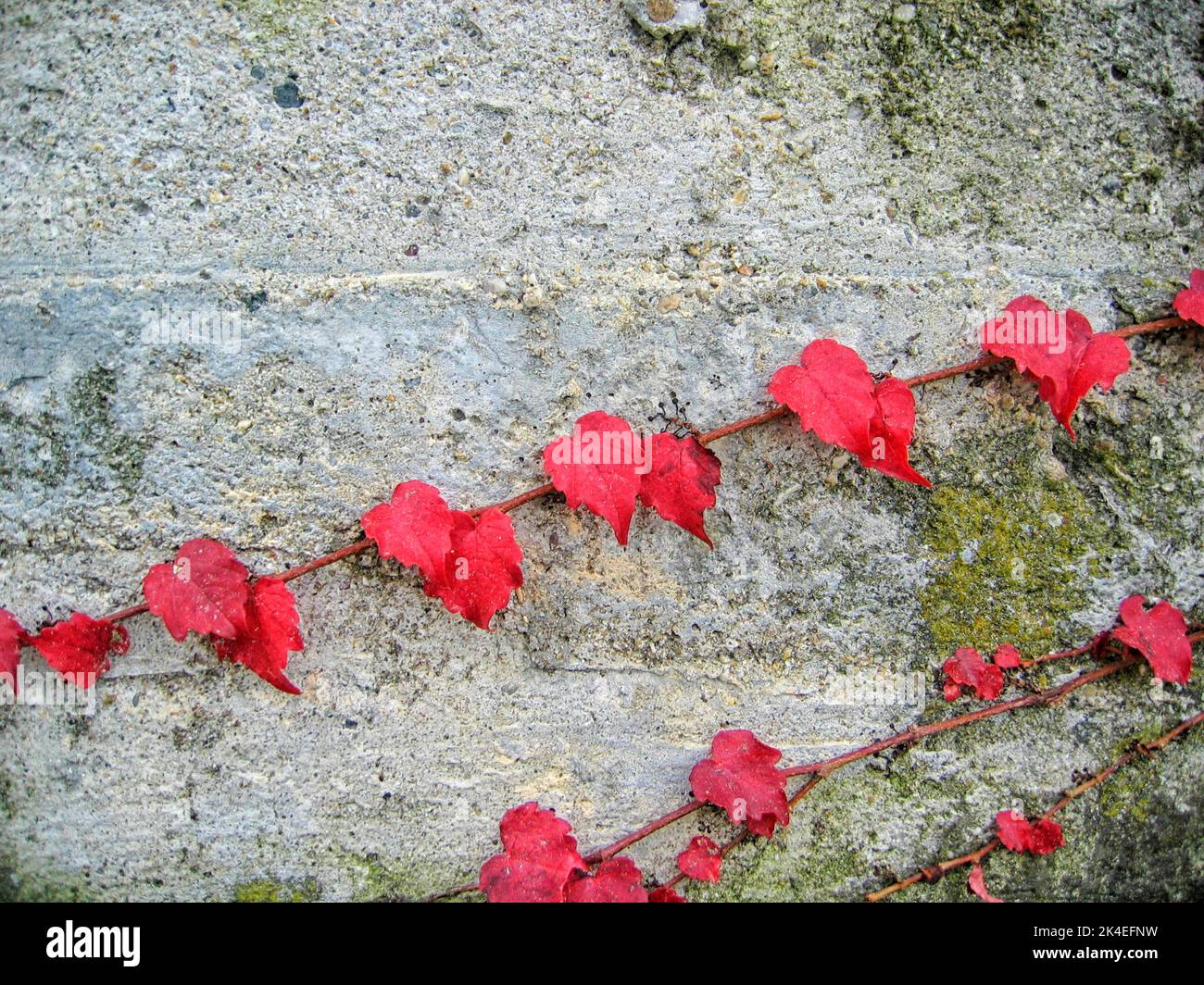 Red ivy leaves close up in autumn on the old mossy wall of a cottage in Italy Stock Photo