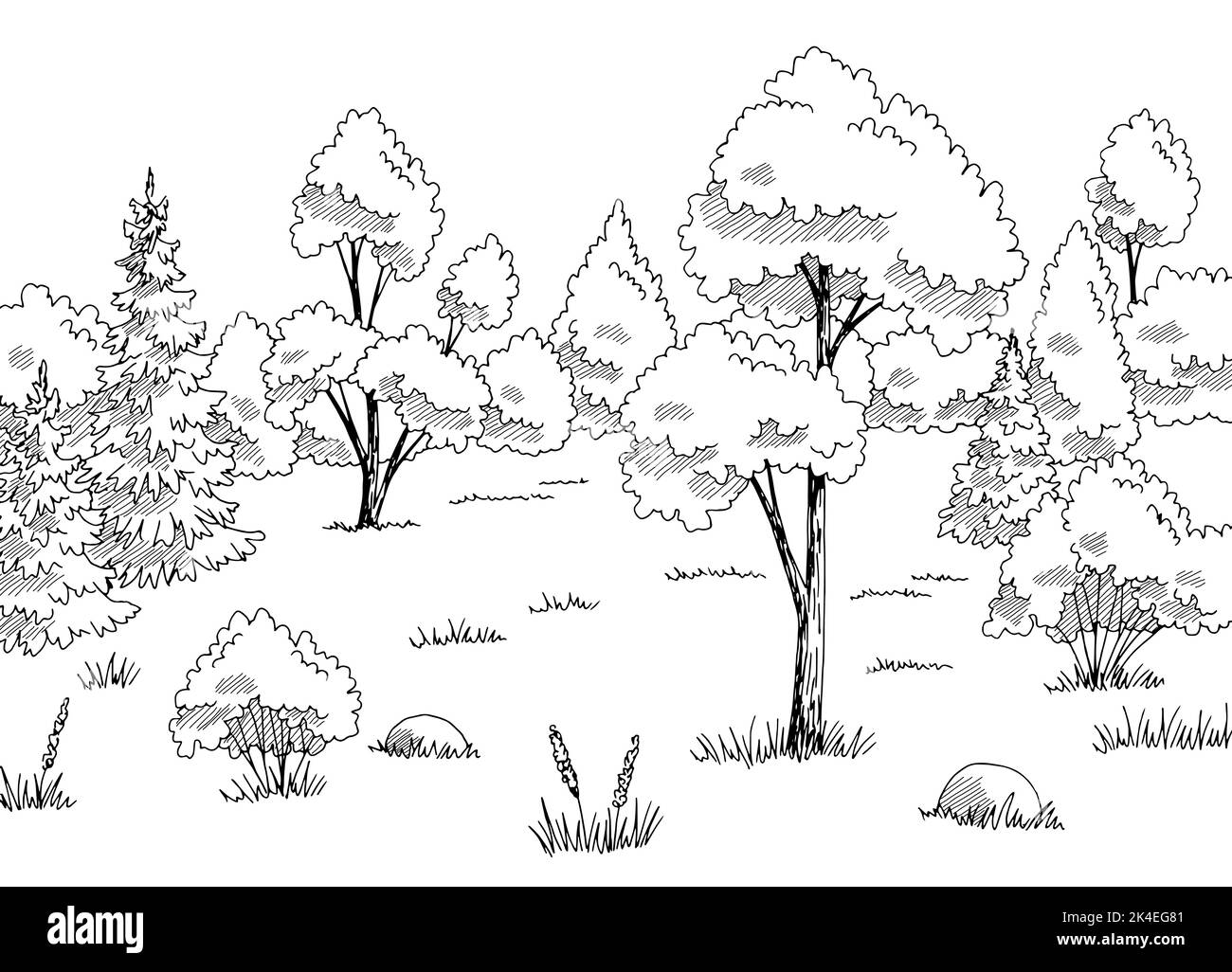 Forest glade graphic black white landscape sketch illustration vector