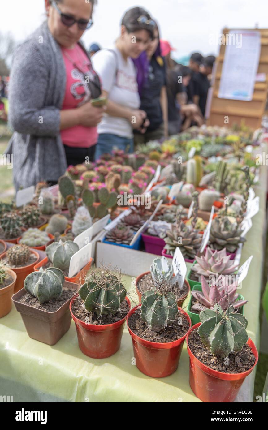 Buenos Aires, Argentina - October 2nd, 2022: people buying plants at a fair. Stock Photo