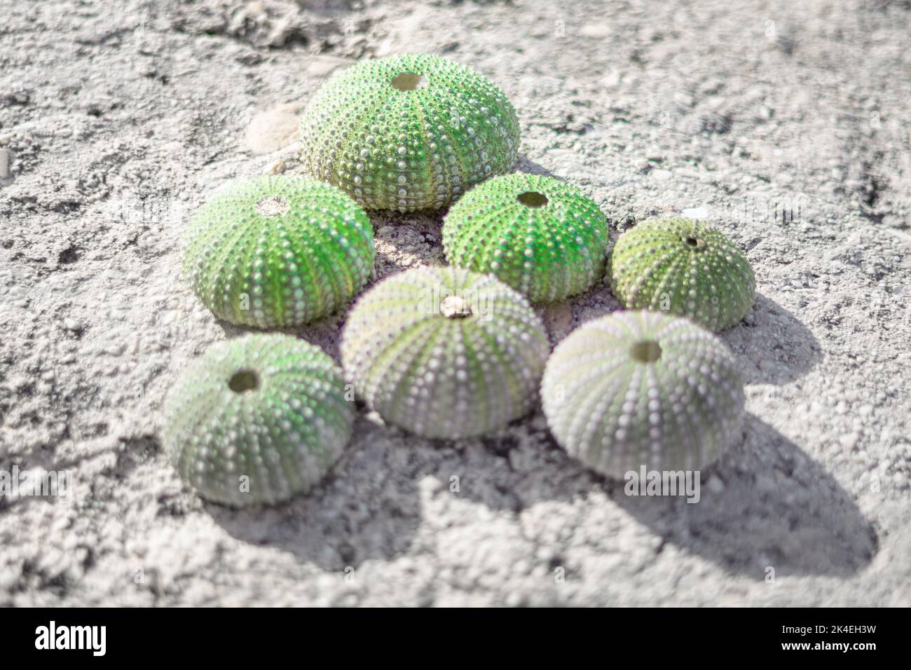 Sea urchin shells . Round green shells , macro image Stock Photo