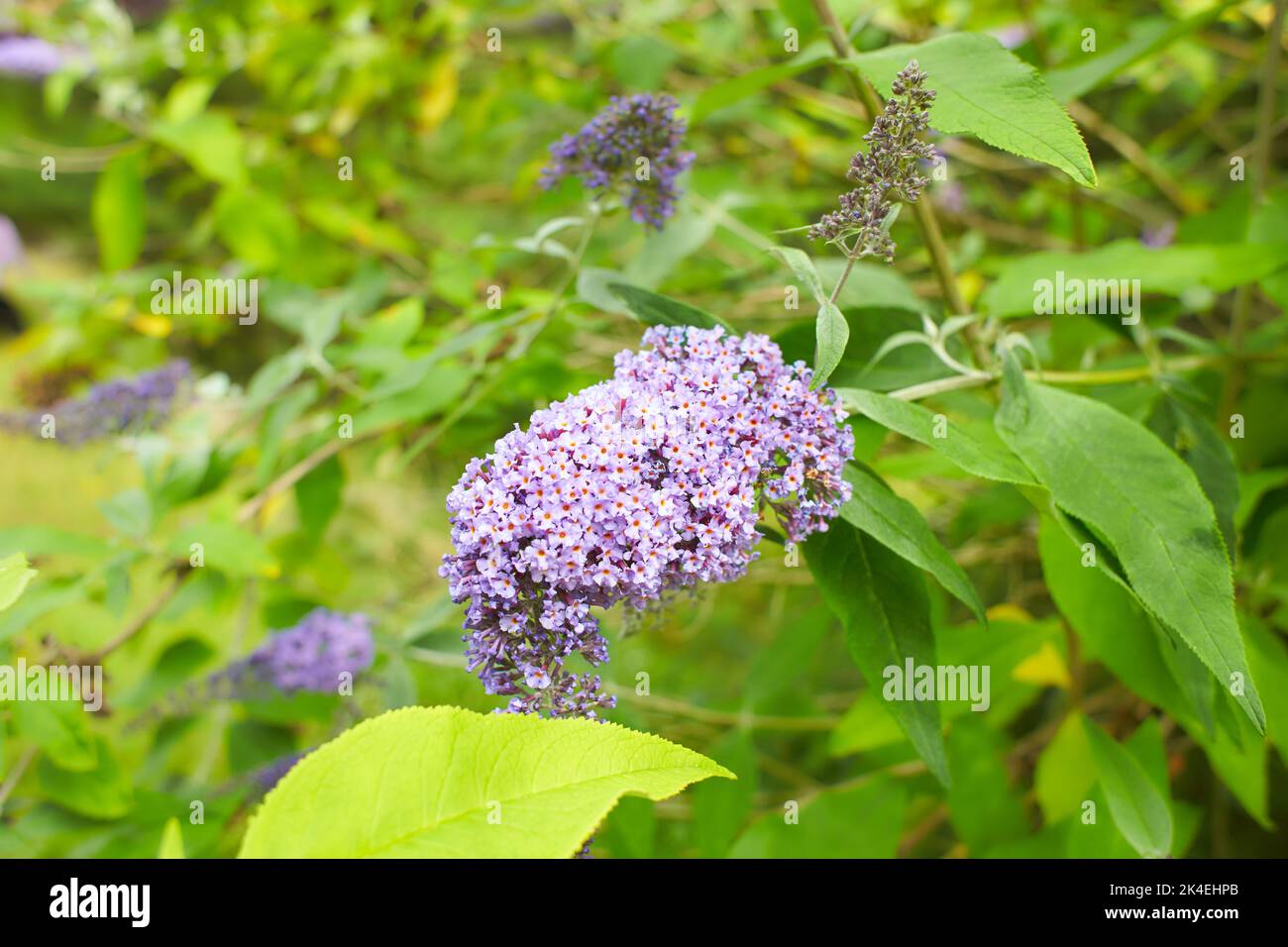 Summer lilac Empire Blue Latin name Buddleja davidii Empire Blue