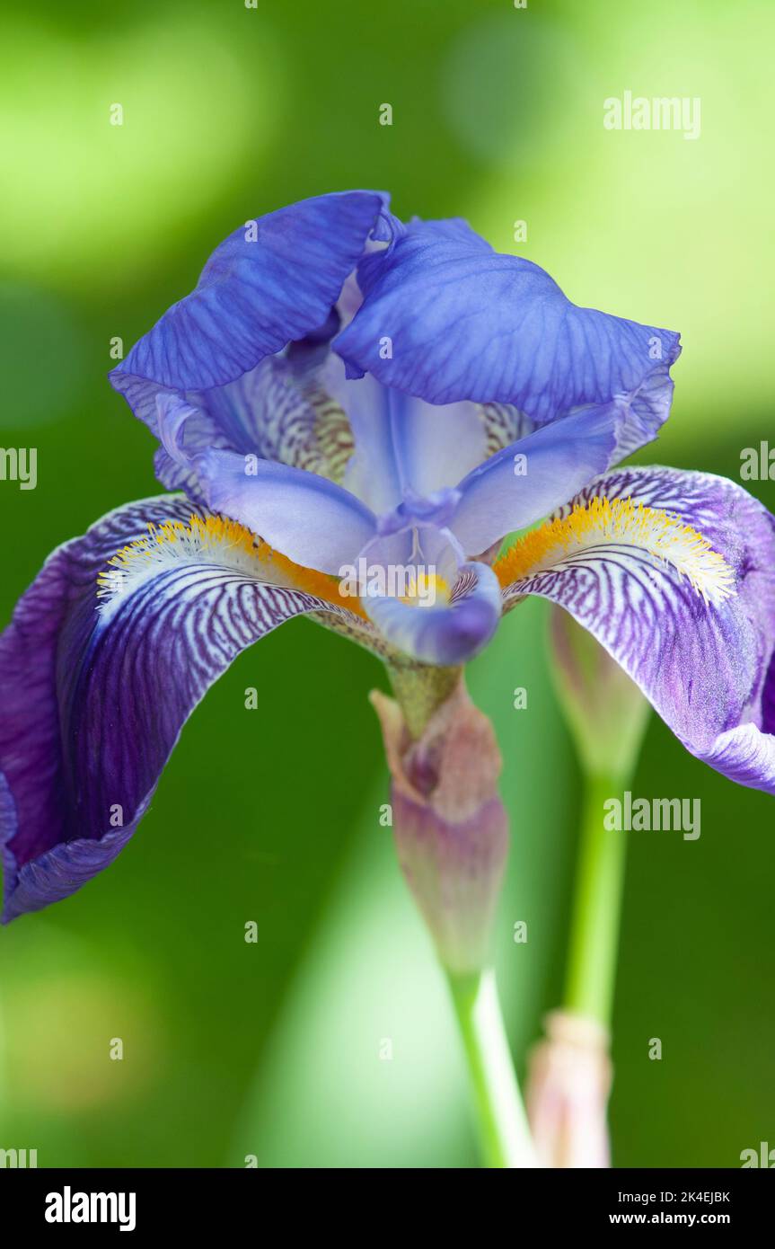 Close up shot of purple Flag Iris with lots of detail. Stock Photo
