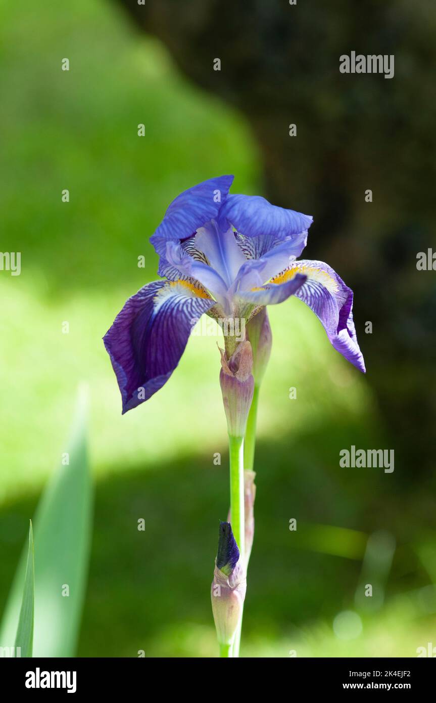 Close up shot of purple Flag Iris with lots of detail. Stock Photo
