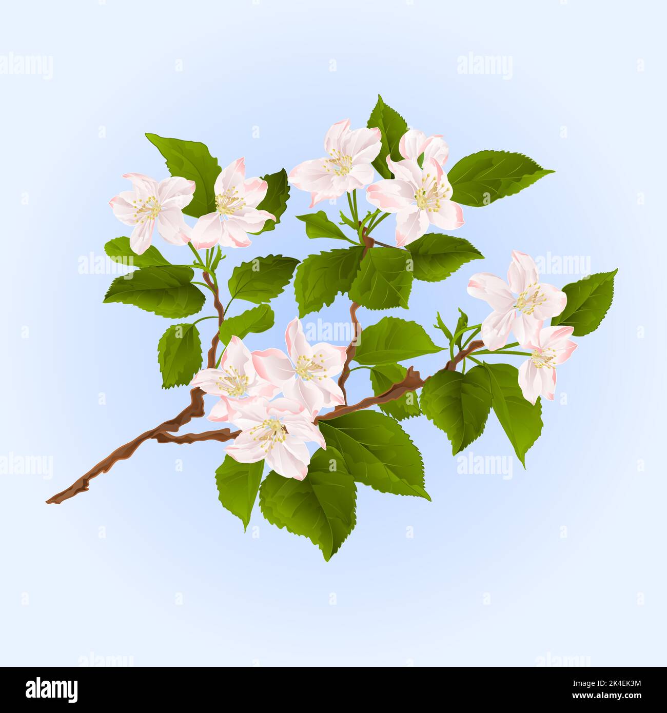 Branch of apple tree with flowers vector illustration Stock Vector ...