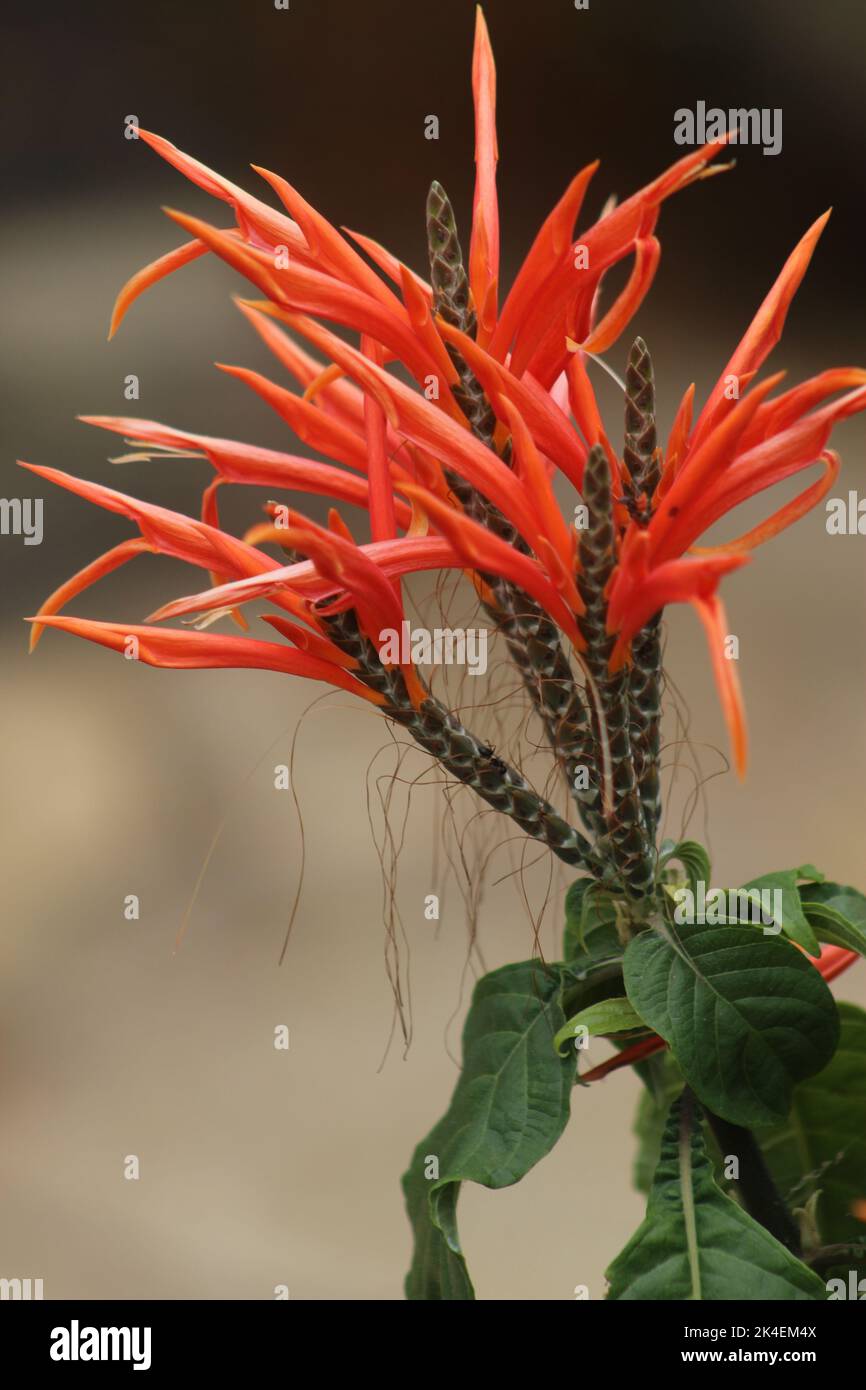 A vertical closeup shot of blooming orange Aphelandra flowers Stock Photo