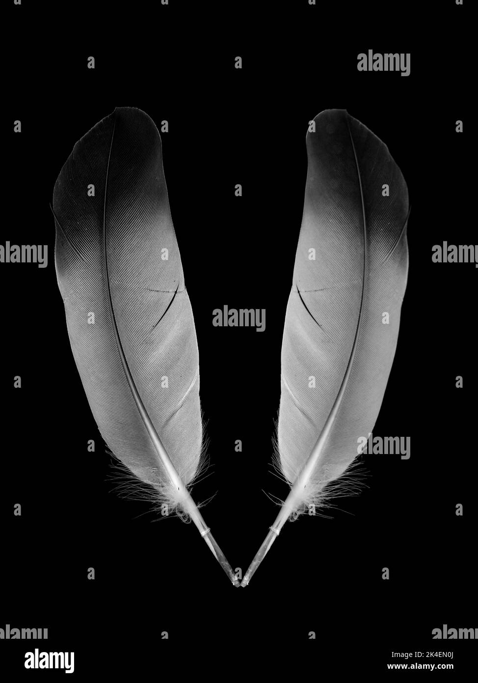 Grey feather with its reflection on black. Stock Photo