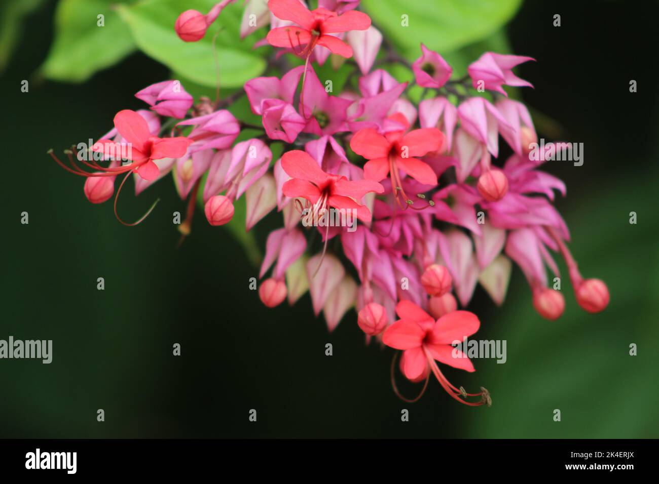 A closeup shot of blooming bright pink Clerodendrum flowers Stock Photo