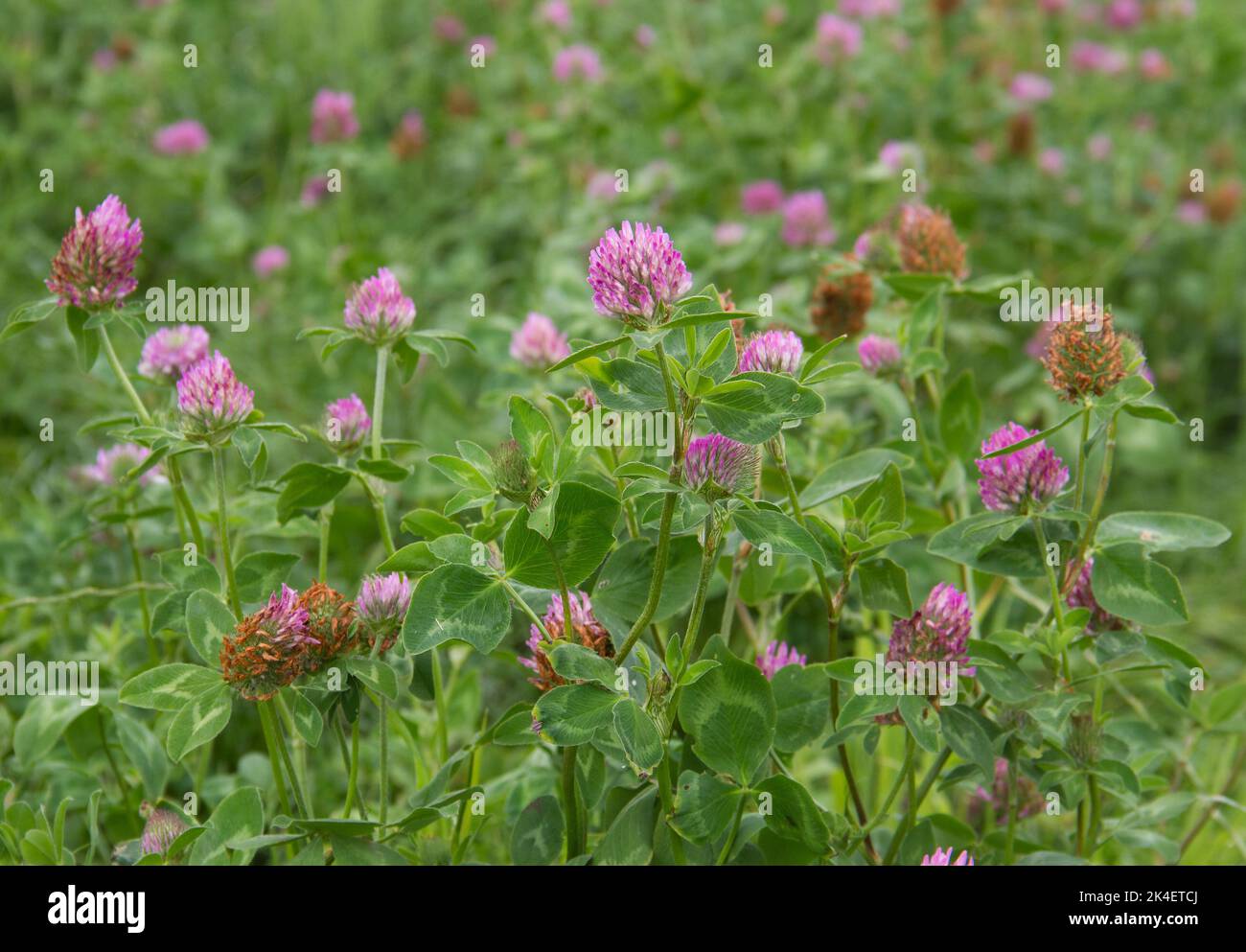 Field of Red clover, grown as animal feed and to improve soil quality