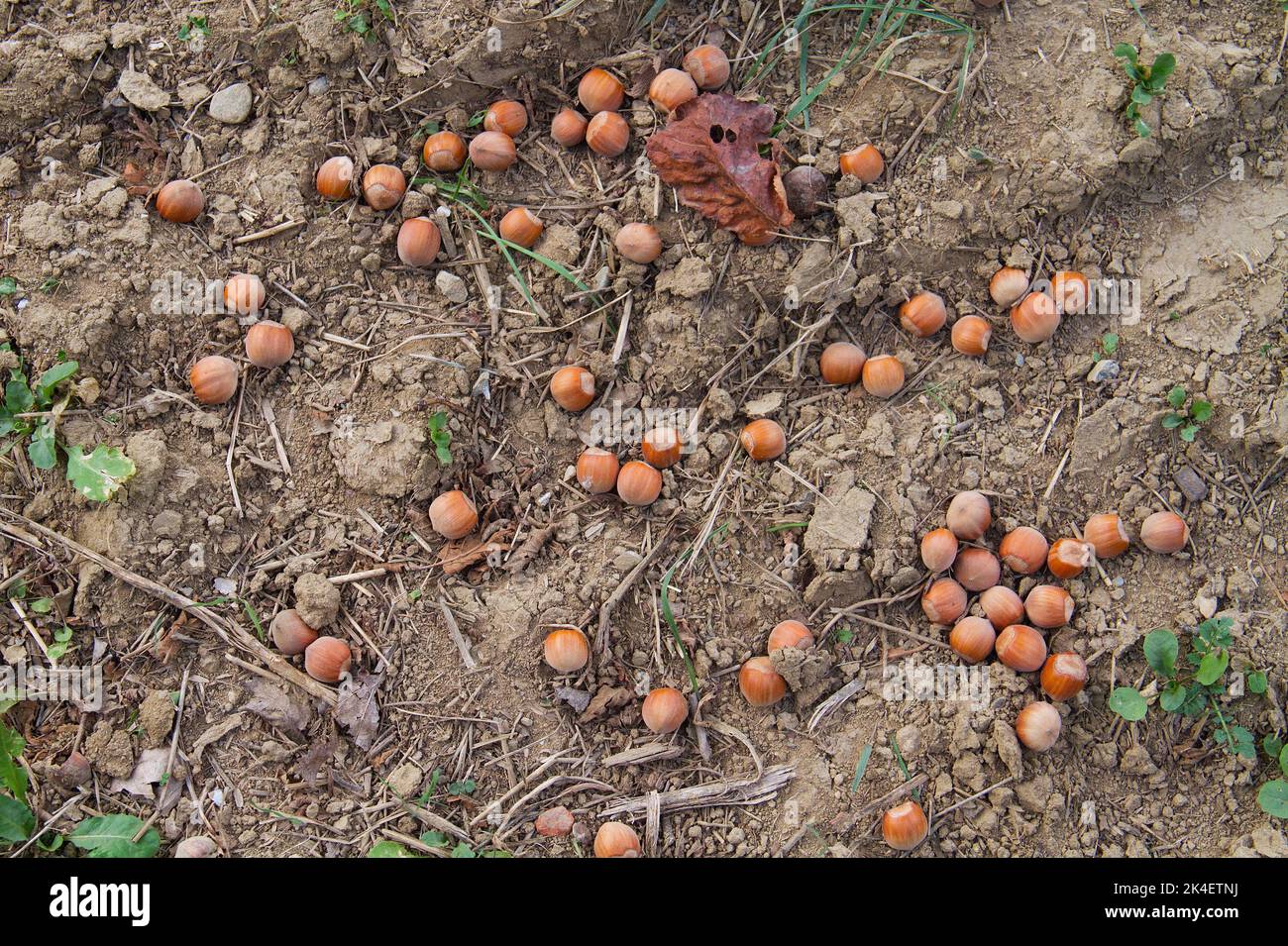 Ripe hazelnuts fallen from trees in a hazelnut orchard Stock Photo