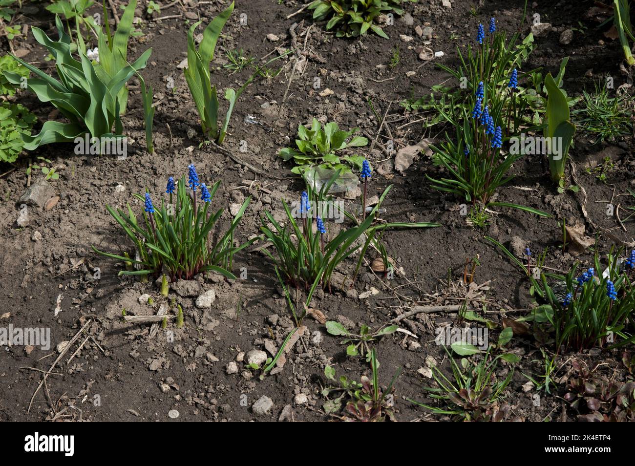 Spring background: blue hyacinths in a flowerbed Stock Photo - Alamy