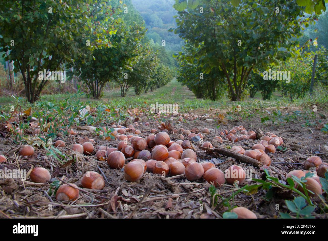Ripe hazelnuts fallen from trees in a hazelnut orchard Stock Photo