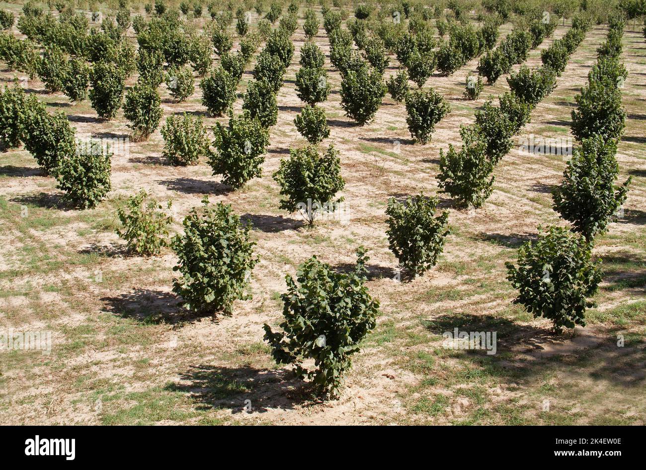 Young Hazel trees in rows in a hazelnut orchard Stock Photo