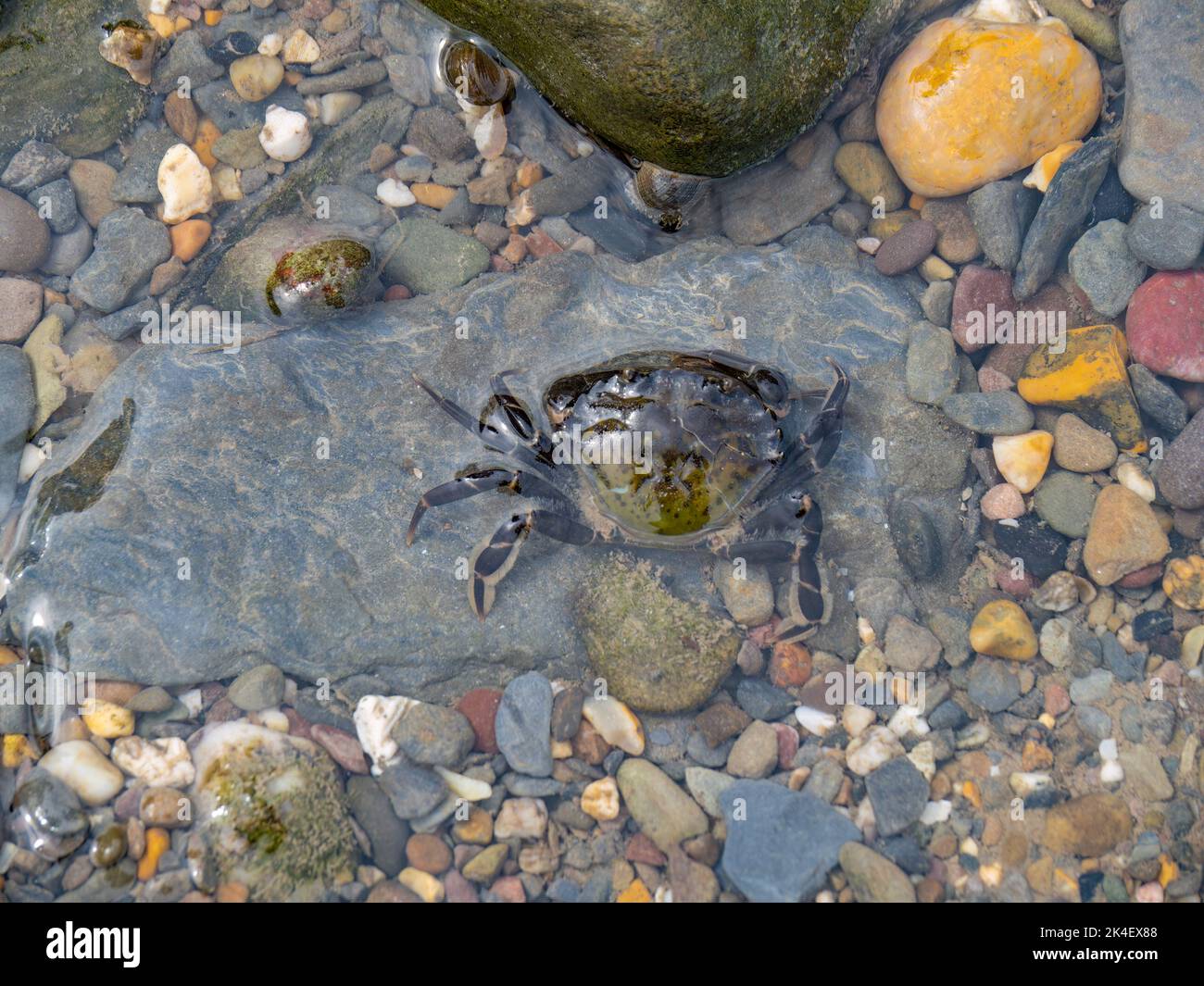 Green shore crab in rockpool, Devon, UK. Stock Photo