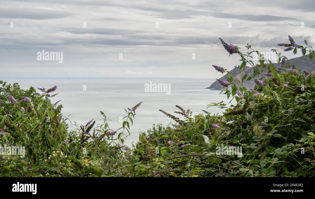 A glimpse of the rugged North Devon coast through buddleia plants, flowers. Stock Photo