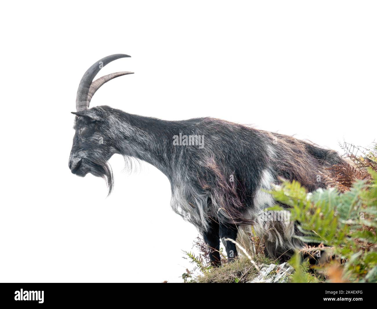 Feral wild goat on rocky ledge viewed from below in Valley of Rocks, North Devon, England. Stock Photo