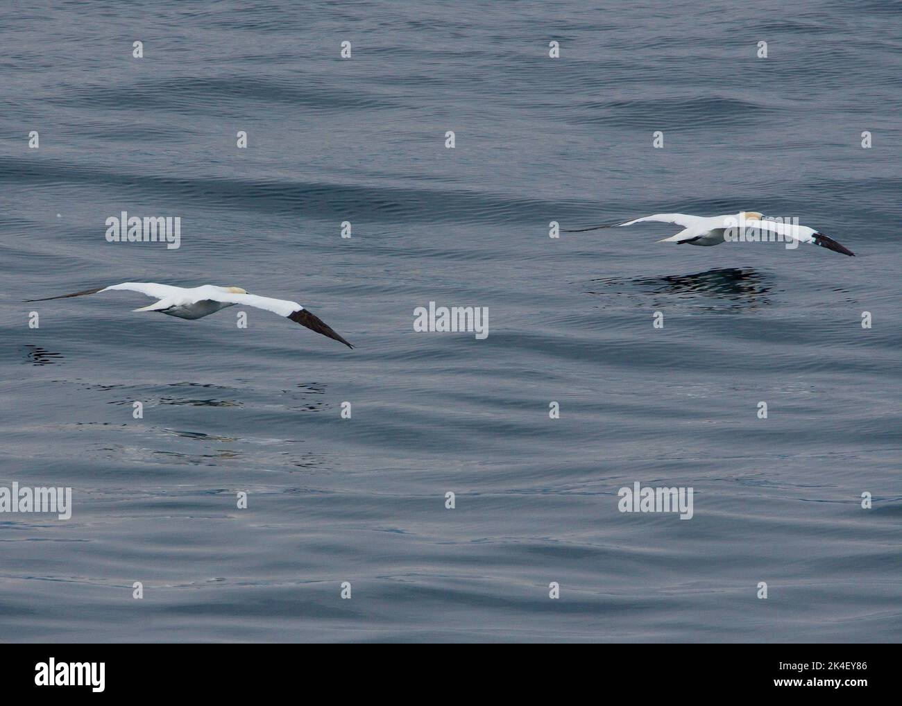 Ganets (Morus bassanus) flying over the Sound of Jura Stock Photo