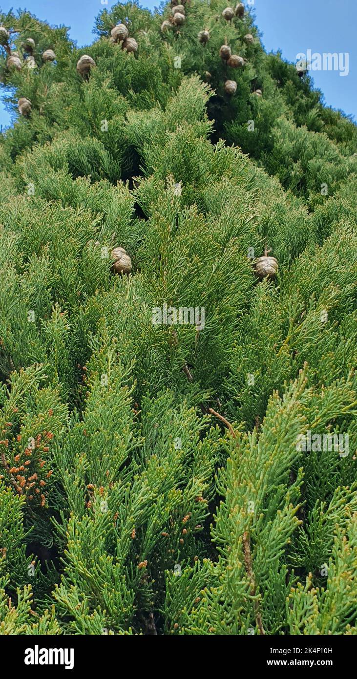 A vertical closeup of beautiful evergreen slender cypresses with cones under blue sky Stock Photo