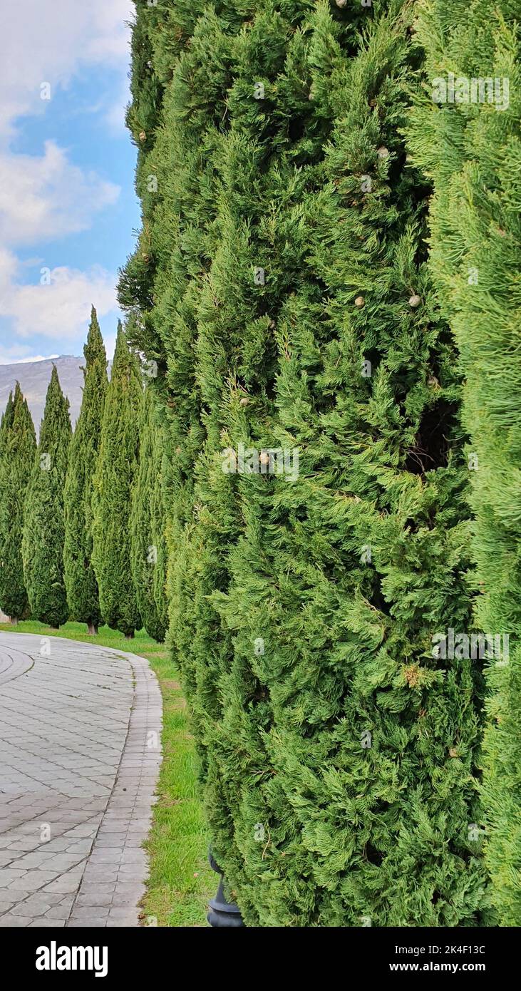 A vertical beautiful view of the path in city park lined with evergreen slender cypresses Stock Photo