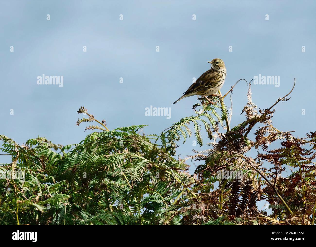 Meadow Pipit (Anthus pratensis) on the OA Peninsula, Island of Islay Stock Photo